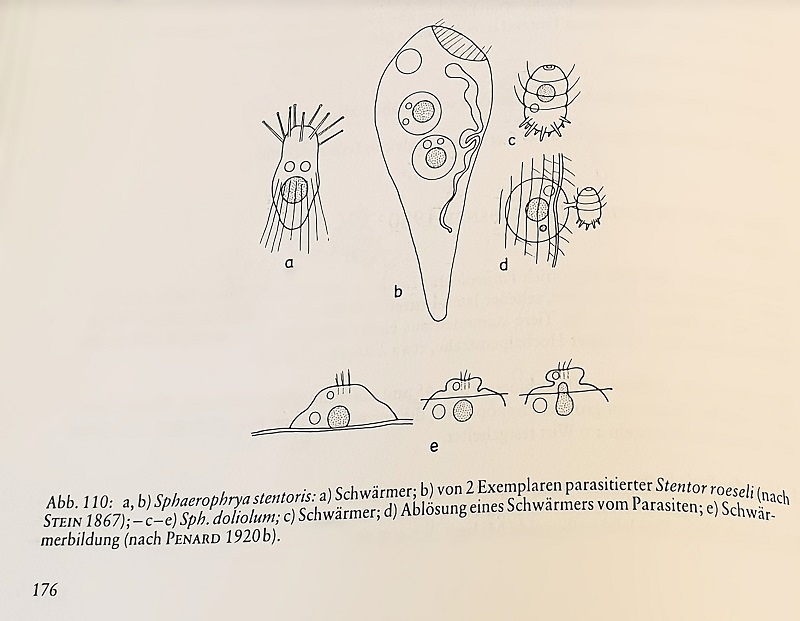 Parasit Sphaerophrya doliolum PENARD 1920