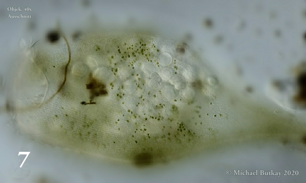 Parasit Sphaerophrya doliolum PENARD 1920