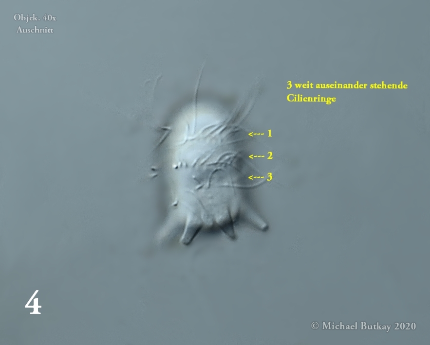 Parasit Sphaerophrya doliolum PENARD 1920