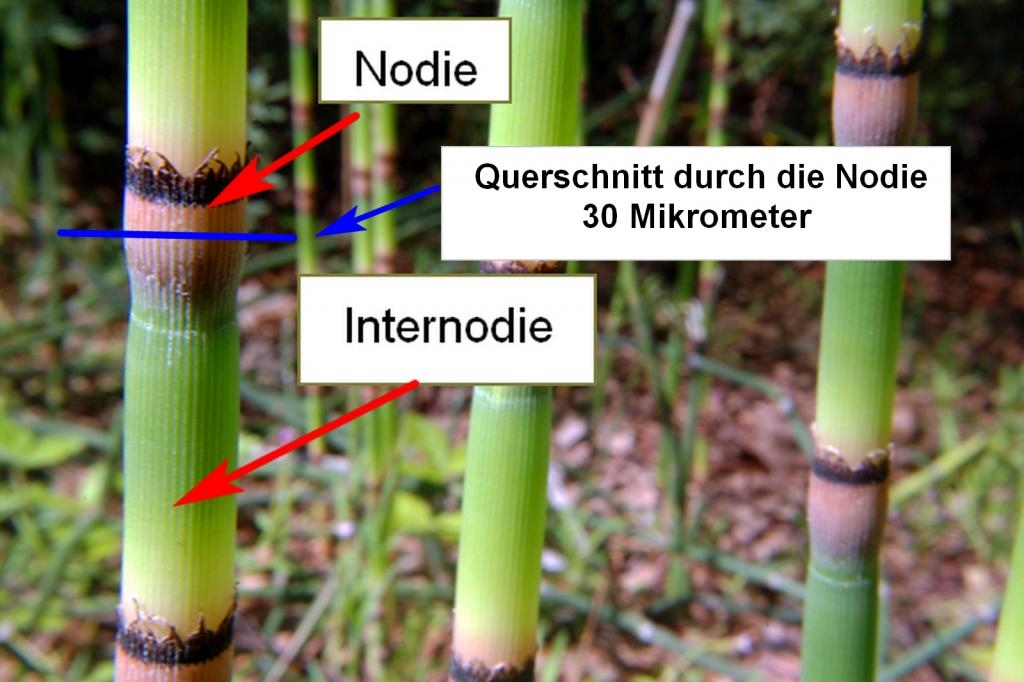 Botanik: Winter-Schachtelhalm Equisetum hyemale * - Neu Teil 4 -