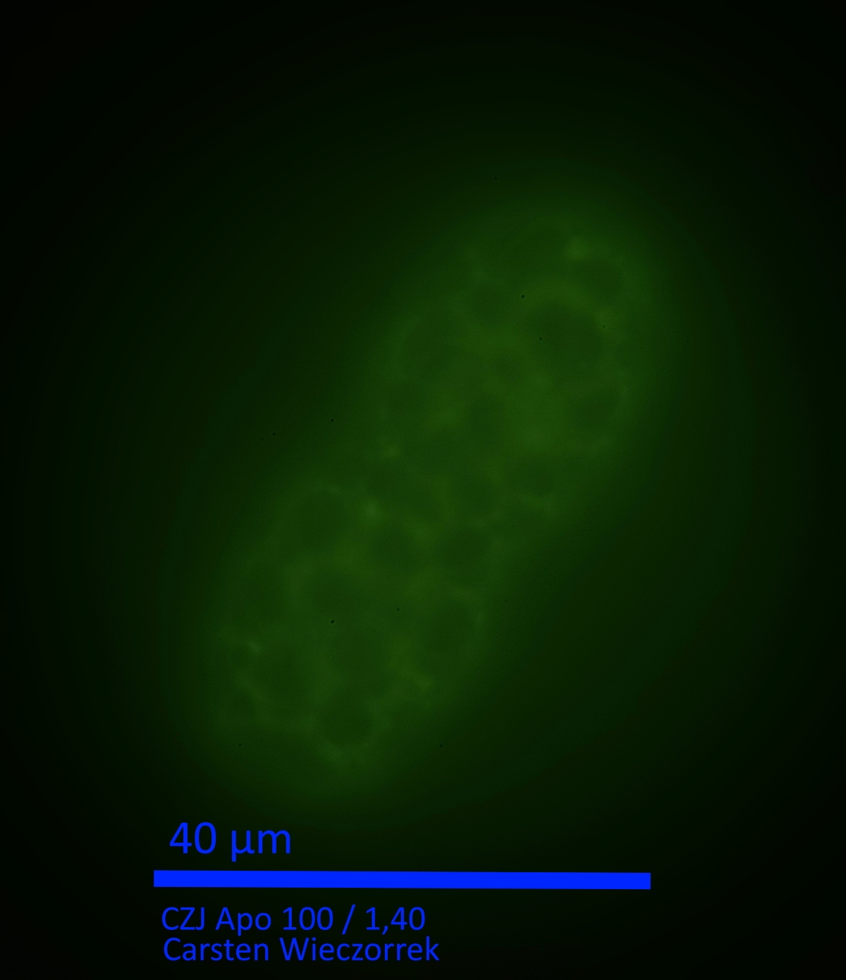 Achromatium oxaliferum