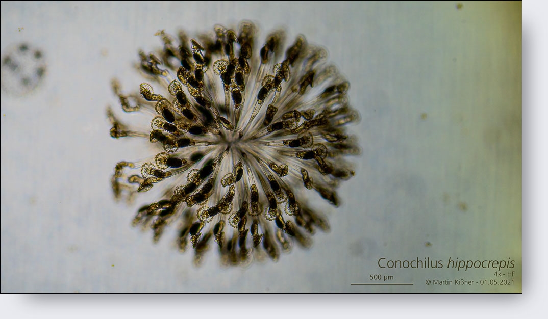 Conochilus hippocrepis