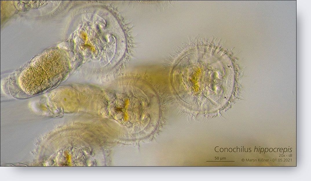 Conochilus hippocrepis