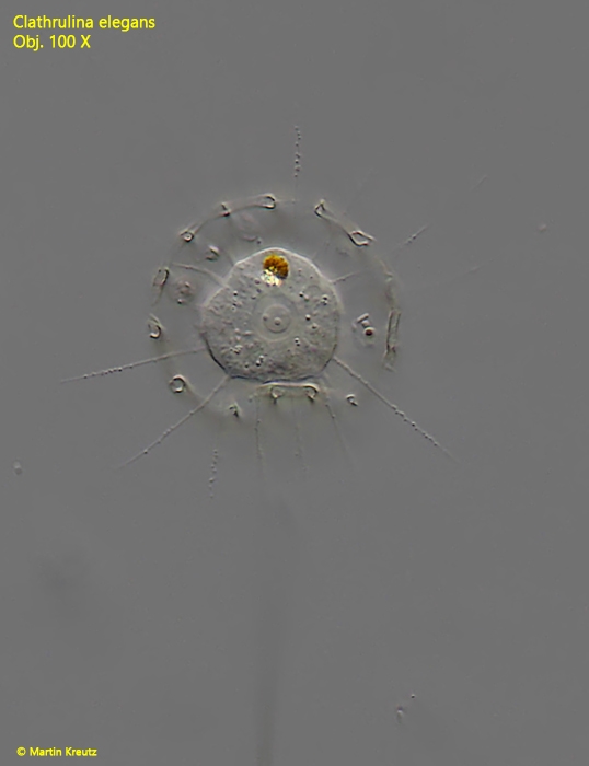 Ein Deckglas eine Stunde