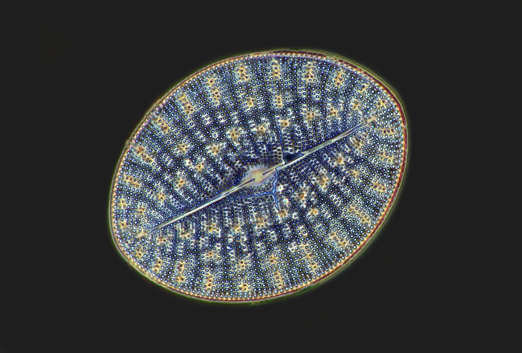 Campyloneis juliae Palos Verdes