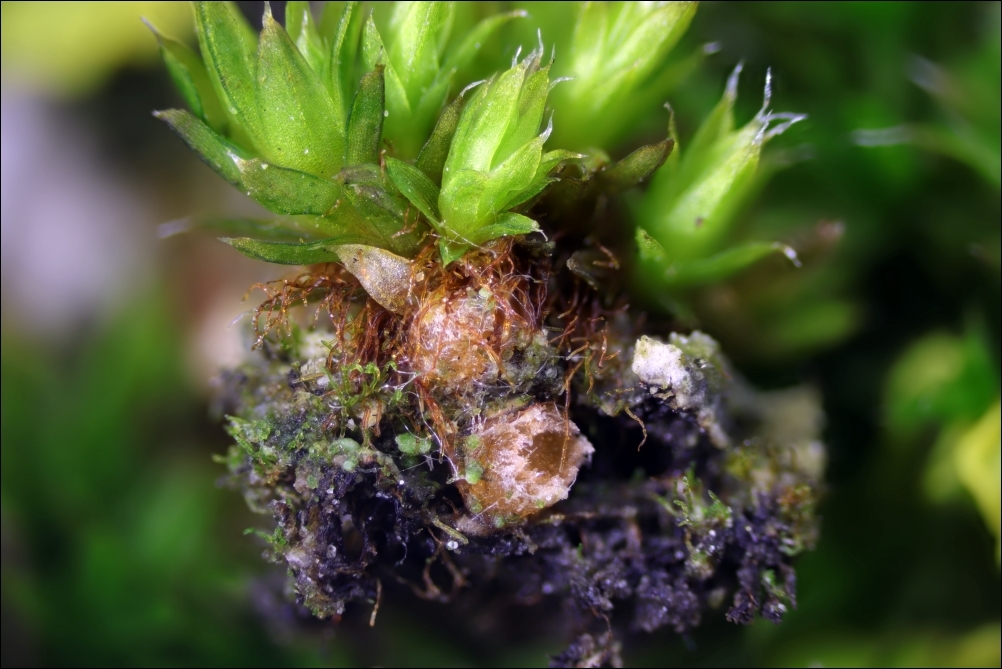 Octospora orthotrichi