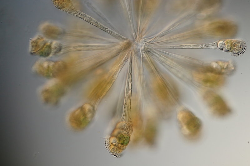 Conochilus hippocrepis