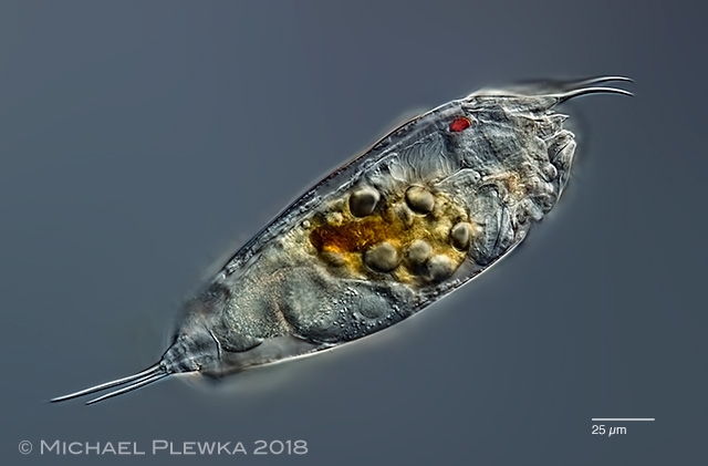 Rotifera XVI einige Eindrücke