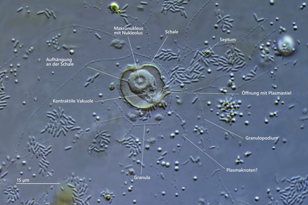 Microgromia Artenvielfalt oder Varabilität