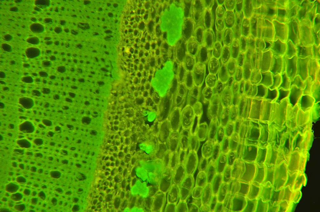 Botanik Forsythie (Forsythia x intermedia)