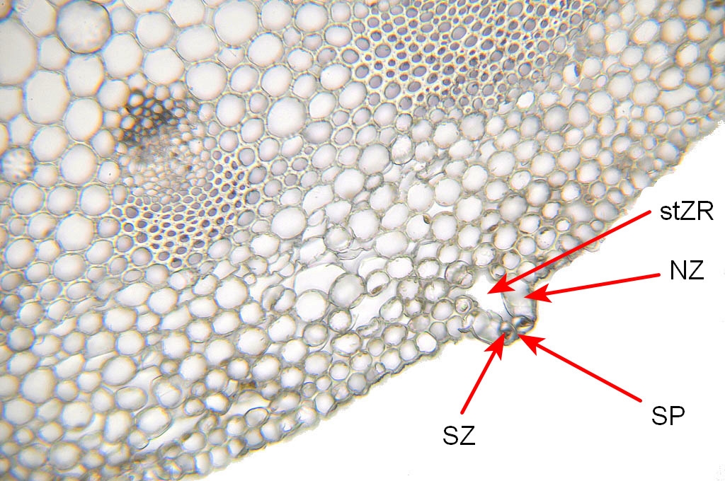 Botanik Gewöhnliche Kuhschelle Pulsatilla vulgaris, syn.Anemone