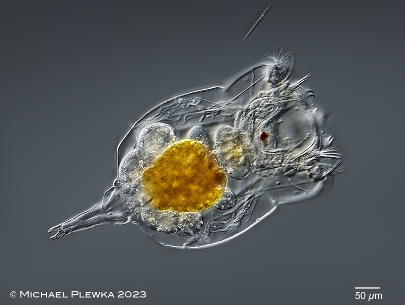 Wiedersehen macht Freude (1)